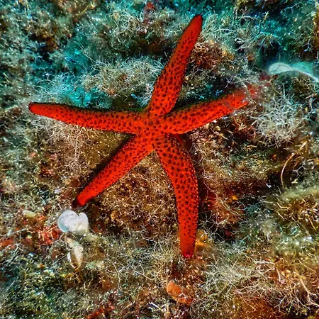 L'aragosta La Caletta